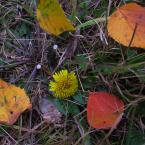 Fall Colours
 / Осенние цвета
